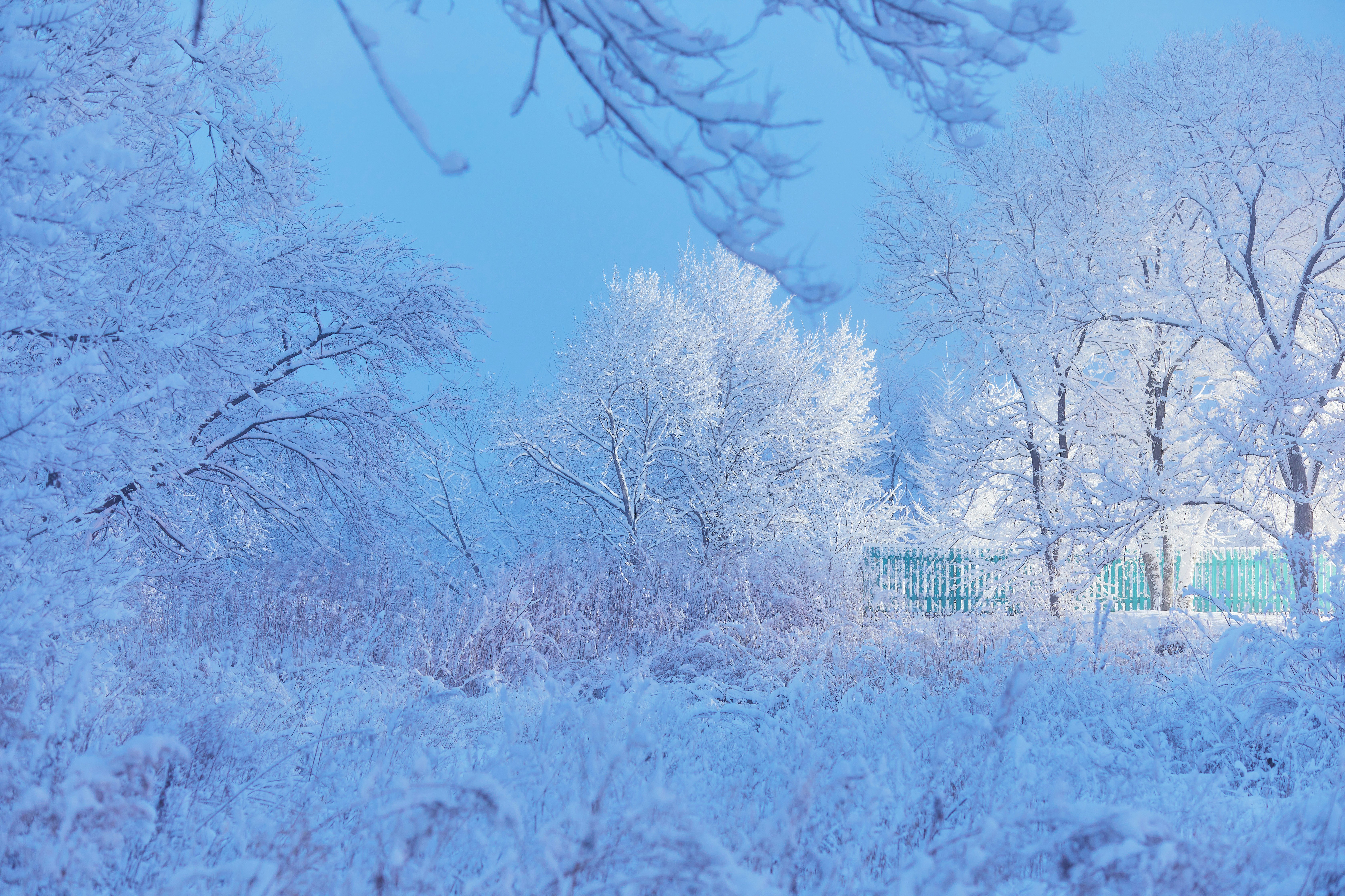 brown wooden fence near brown trees under blue sky during daytime